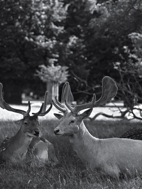 Two deer resting beneath trees in black and white