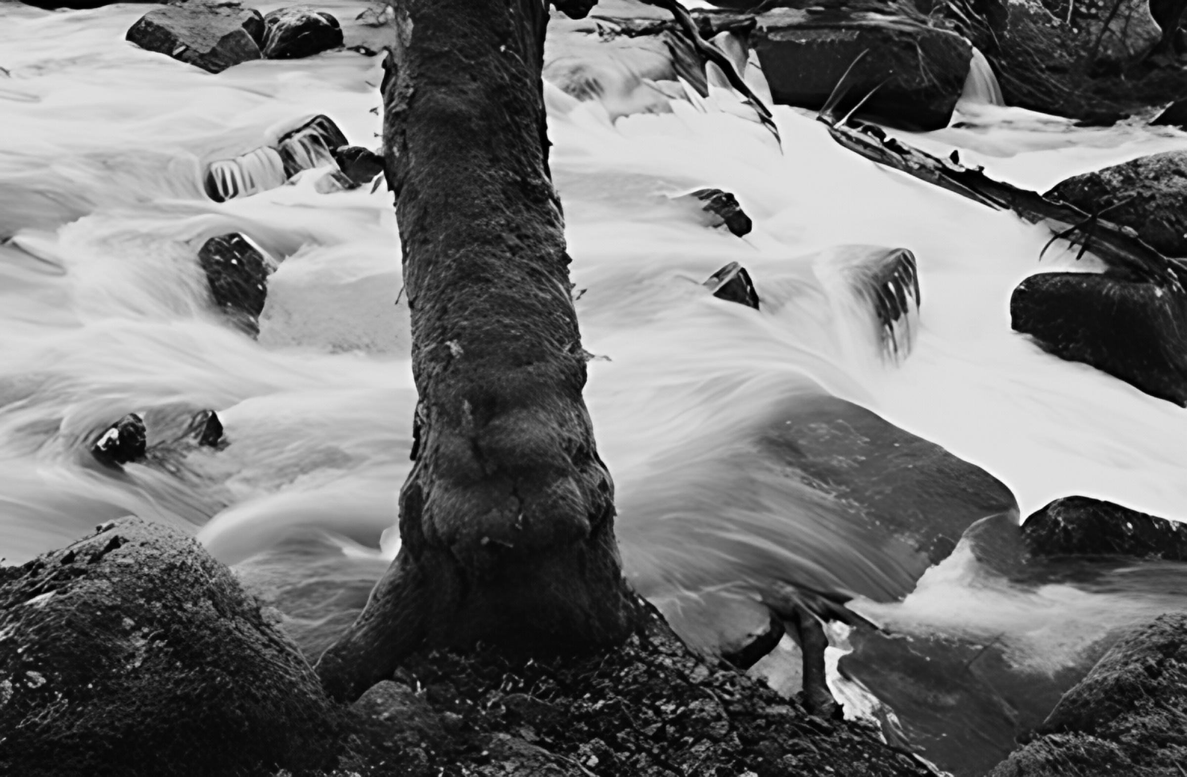 A tree trunk rooted among rocks in a fast-moving stream