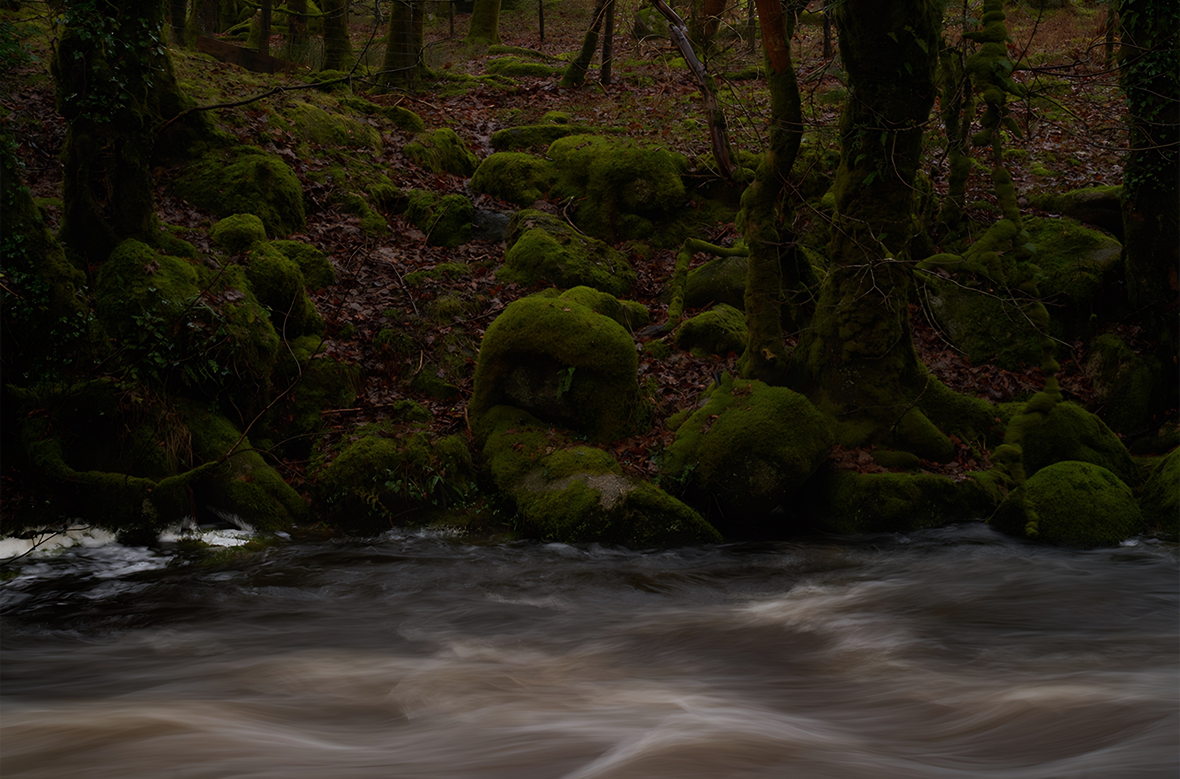 A dark forest floor of moss-covered trees beside a stream